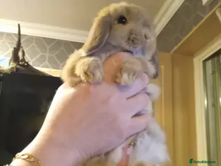 Mini Lop rabbits Mini lop buck in Birmingham - Advert 2