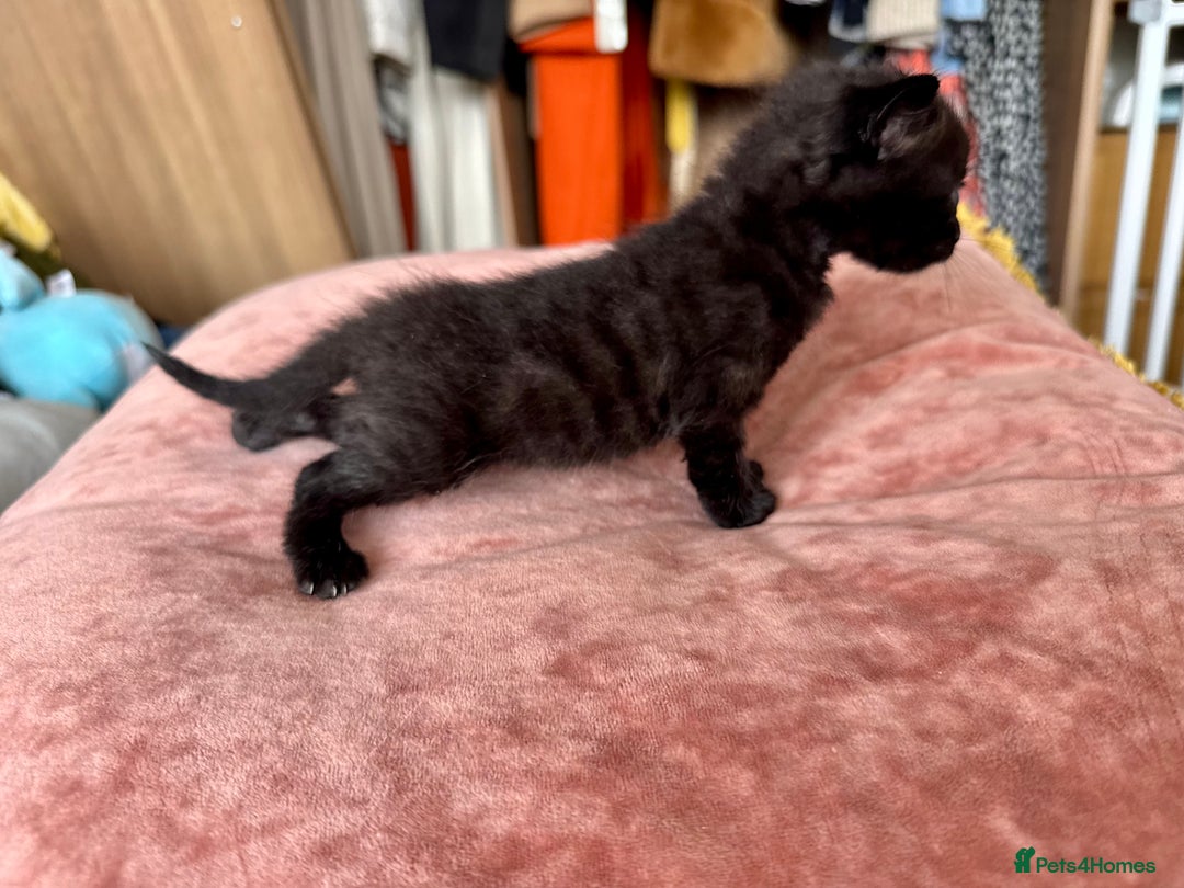 Bengal cats for sale: 4 pure bangal and 5 bengal x kittens - Image 6