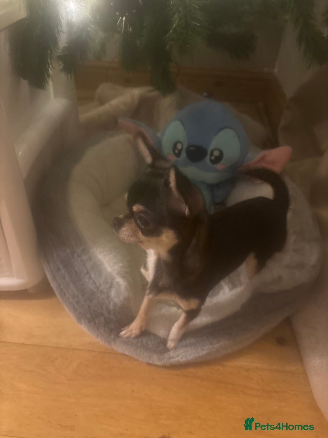 Chihuahua dogs for sale: 8 month old chihuahua  - Advert 3