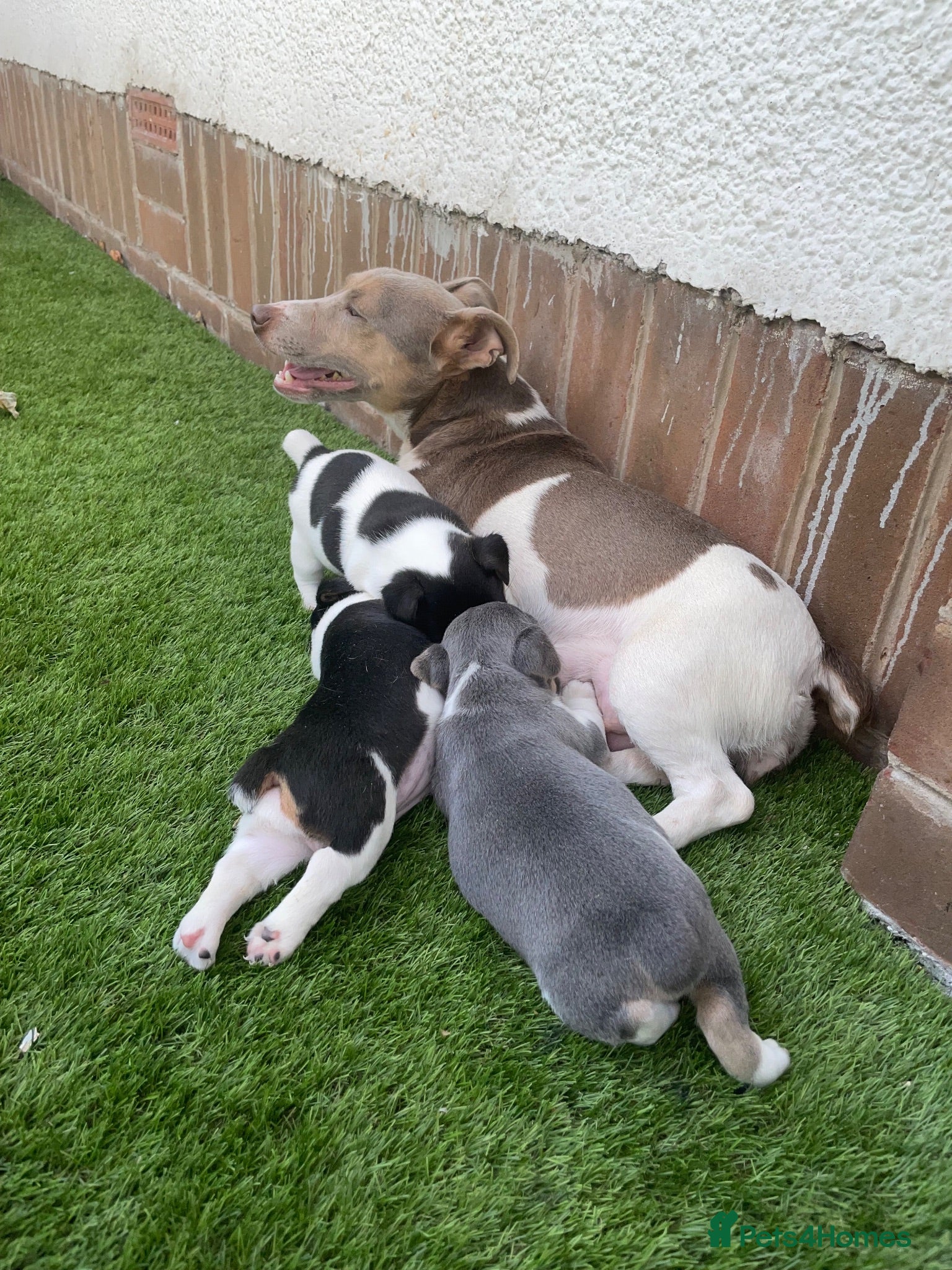 Jack Russell dogs Miniature Jack Russell puppy - Advert 1