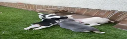 Jack Russell dogs for sale: Miniature Jack Russell puppy - Advert 1