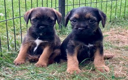 Border Terrier dogs for sale: Border Terrier puppies - Image 1