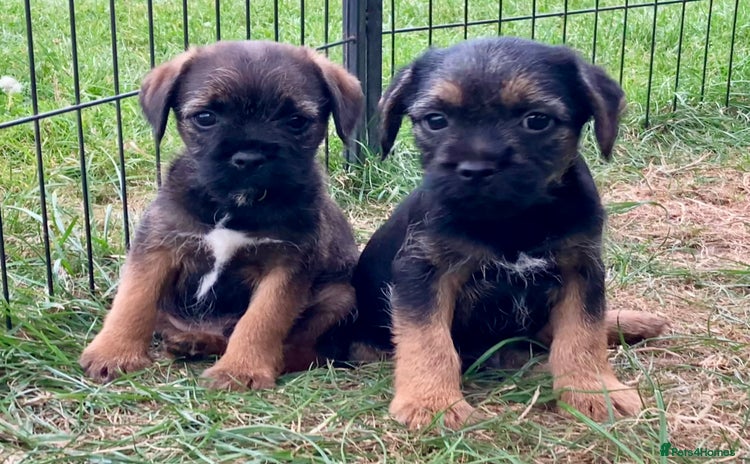 Border Terrier dogs - Advert 1