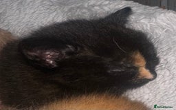 Mixed Breed cats for sale: 1 Ginger boy and 1 Tabby girl available  - Image 10
