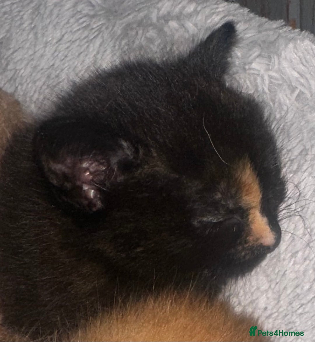 Mixed Breed cats for sale: 1 Ginger boy and 1 Tabby girl available  - Image 10