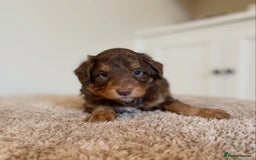 Bordoodle dogs for sale: OUTSTANDING *TRI COLOUR* MINIATURE BORDOODLES - Image 18