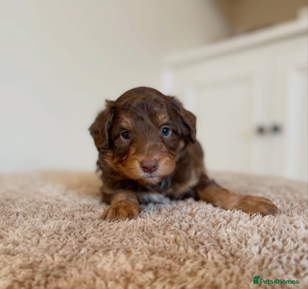 Bordoodle dogs for sale: OUTSTANDING *TRI COLOUR* MINIATURE BORDOODLES - Image 18