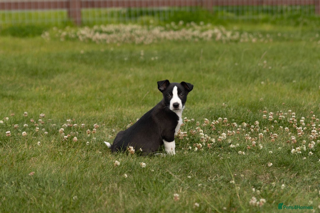 Mixed Breed dogs for sale: 🐾 Jack Russell x Border Collie Puppies  - Image 18