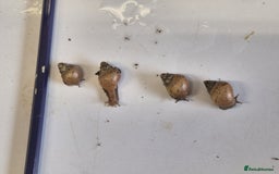 Snails invertebrates for sale: Giant Land Snail Babies - Image 13