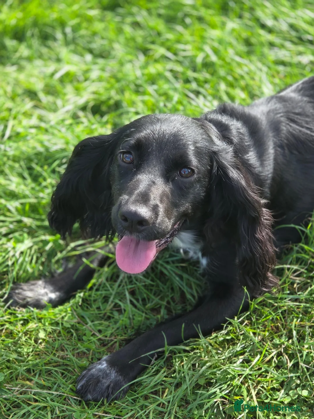 Cocker Spaniel dogs for sale: Beautiful cocker spaniel puppies - Advert 2