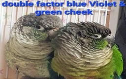 Parakeets birds for sale: Beautiful conure mutations £90 each or all £200 in Bradford - Image 5
