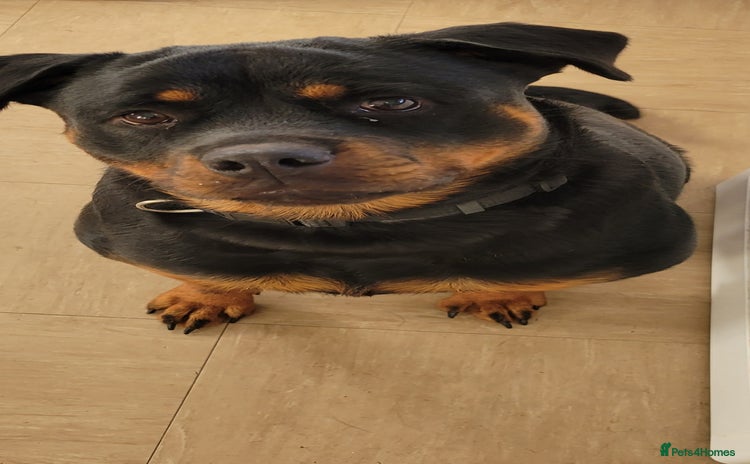 Rottweiler dogs - Advert 12