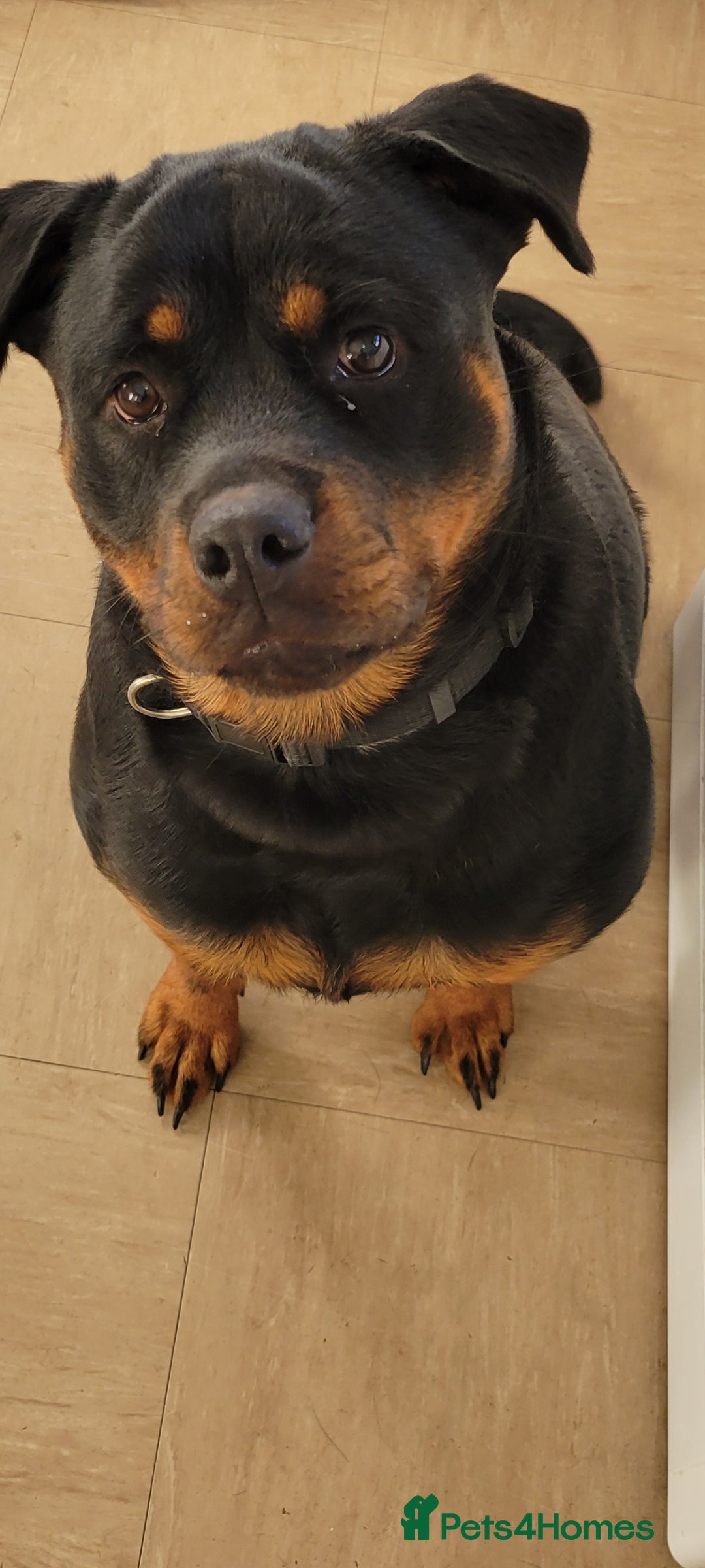 Rottweiler dogs for sale: rottweiler cross - Image 1