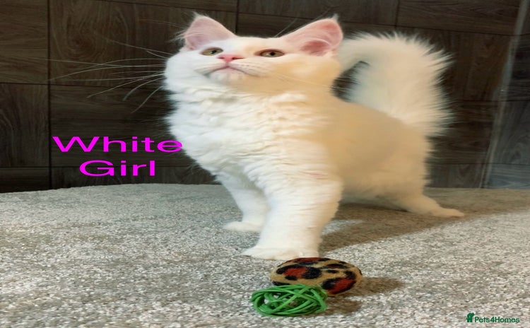 Maine Coon cats - Advert 13