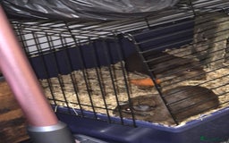 Guinea Pig rodents for sale: Guina pigs  - Image 5