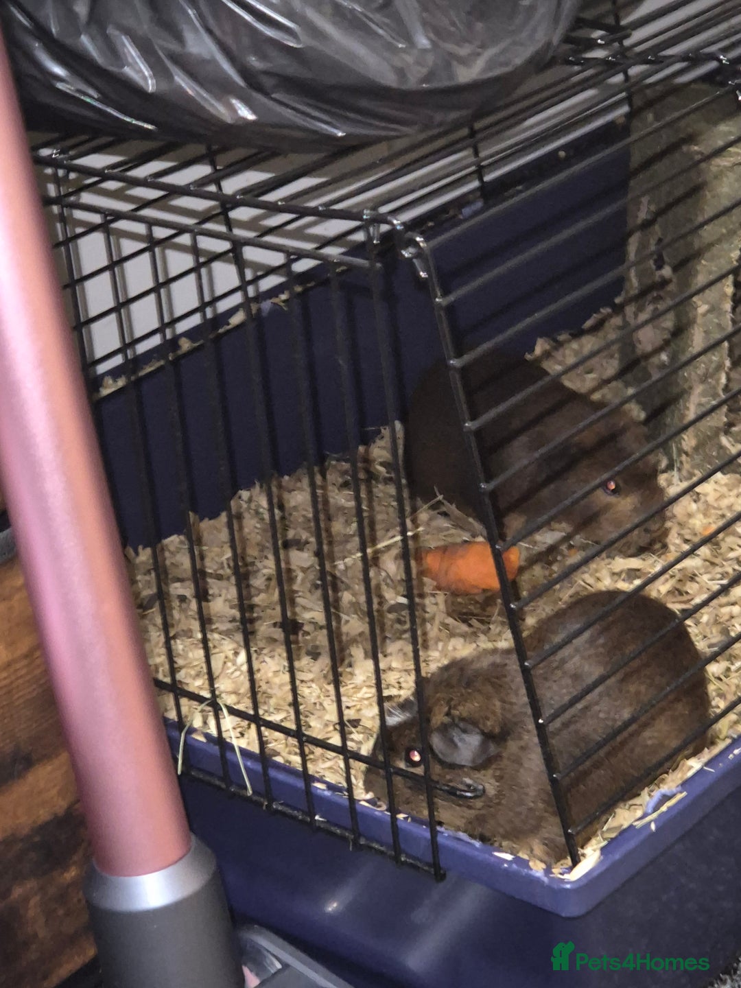 Guinea Pig rodents for sale: Guina pigs  - Image 5