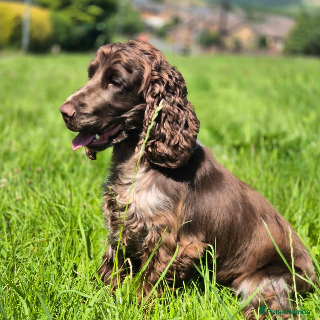 Cocker Spaniel dogs for sale: Show Cocker spaniel  - Image 2