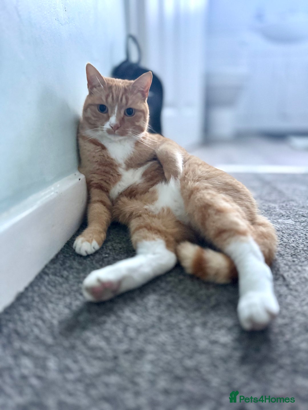 British Shorthair cats for sale: Neutered male - Advert 8