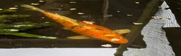 Koi Carp fish for sale: 3 Stunning Koi carp  - Advert 9