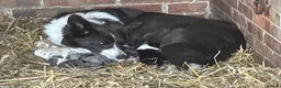Border Collie dogs for sale: Border Collie Pups - Advert 1