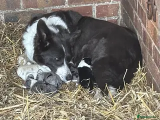 Border Collie dogs Border Collie Pups - Advert 1