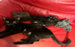 British Shorthair cats for sale: Cute kittens looking for new home. - Image 1