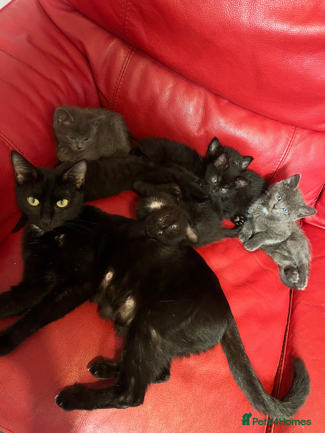 British Shorthair cats for sale: Cute kittens looking for new home. - Image 1