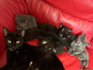 British Shorthair cats - Advert 15