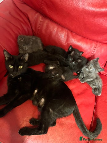 British Shorthair cats - Advert 15