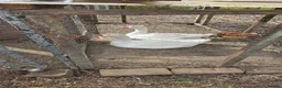Geese poultry for sale: Embden geese  in Nottingham - Advert 1
