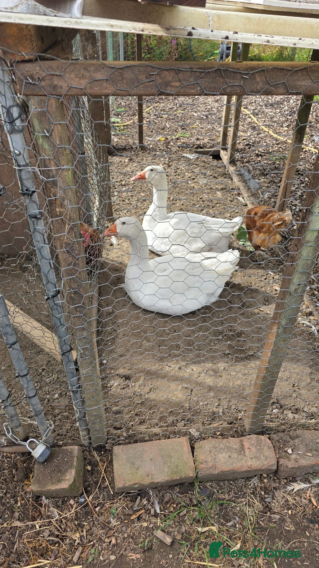 Geese poultry for sale: Embden geese  in Nottingham - Advert 1
