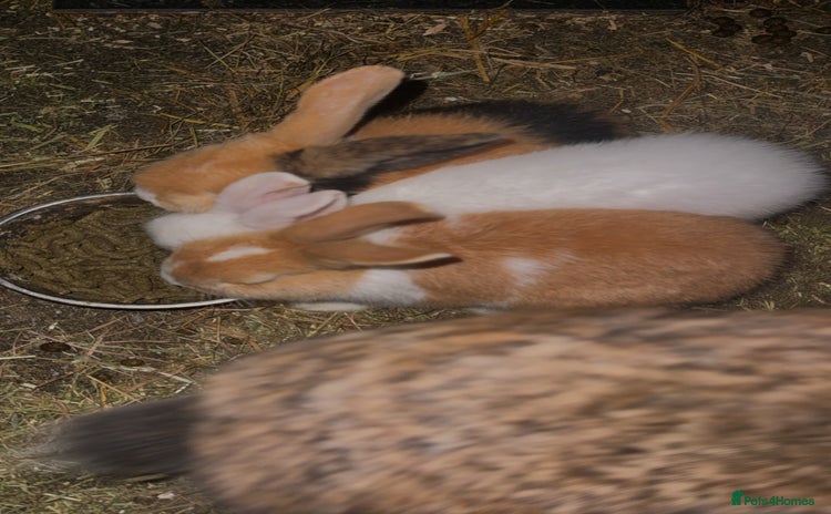 French Lop rabbits - Advert 8