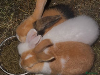 French Lop rabbits - Advert 15