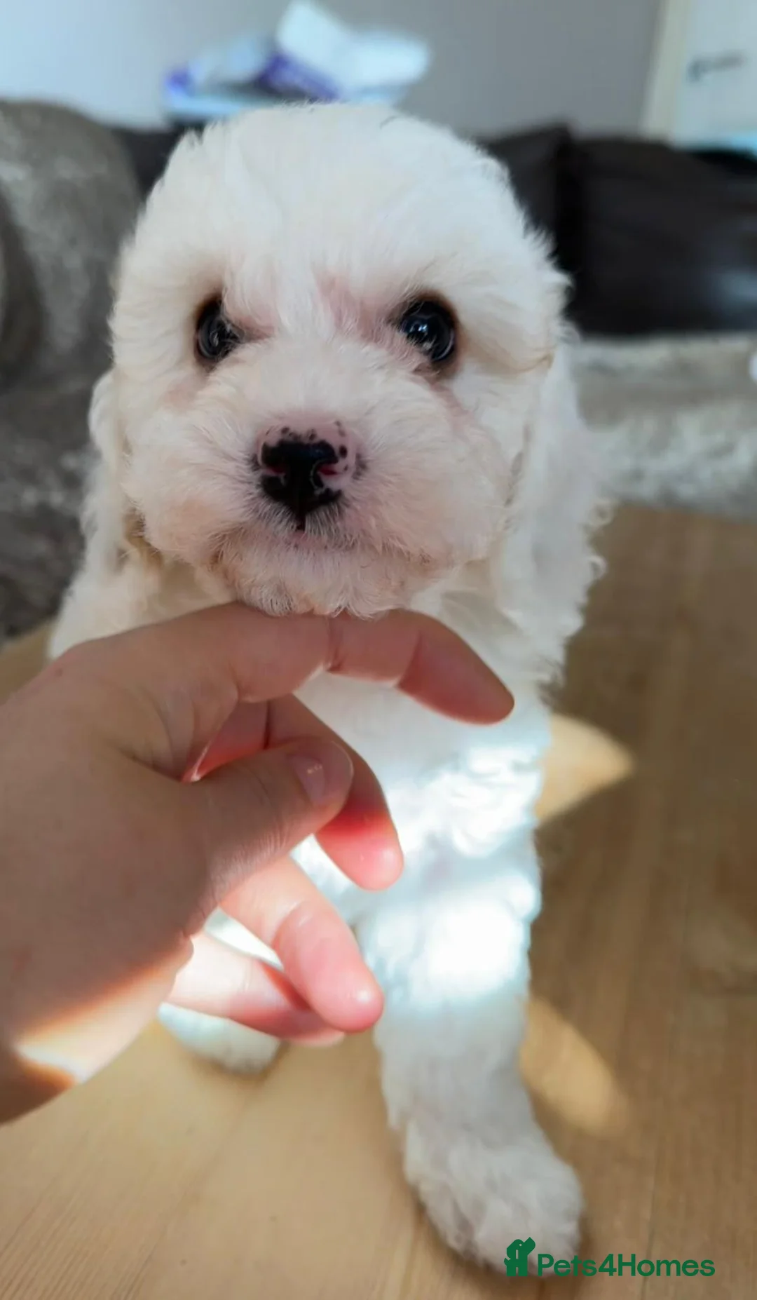 Miniature Poodle dogs for stud: Our Very handsome, charming Red Miniature Poodle  in Warrington - Advert 33