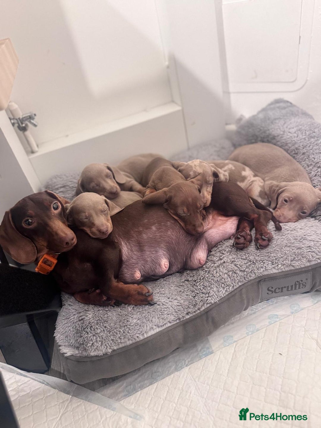 Miniature Dachshund dogs for sale: Ready now miniature dachshund pups - Advert 2