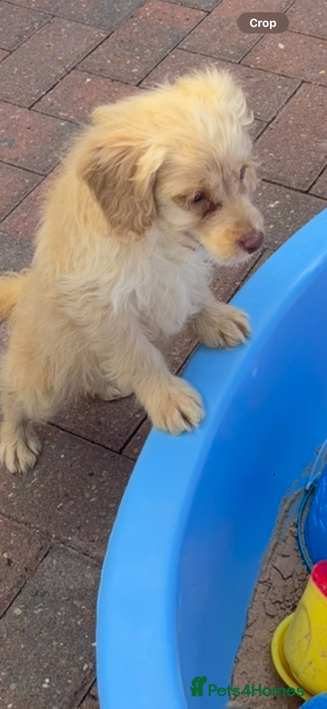 Cockapoo dogs for sale: 1male 1 female cockapoo  - Advert 6