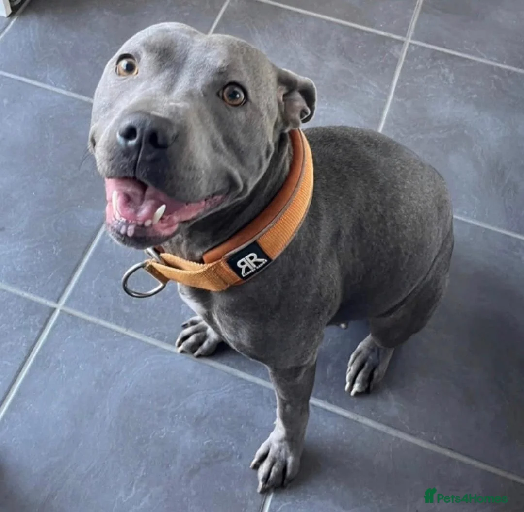 Staffordshire Bull Terrier dogs for sale: 4 Beautiful Staffs Low % COI - Advert 2