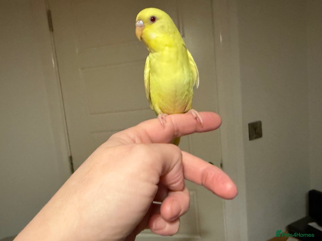 Budgerigars birds for sale: Budgie yellow Latino female semi tamed   - Advert 7