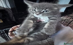 Maine Coon cats for sale: READY NOW Maine coon kittens  - Image 34