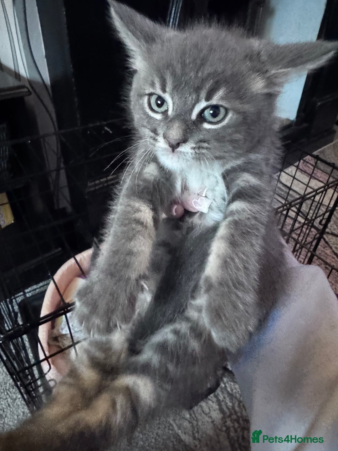 Maine Coon cats for sale: READY NOW Maine coon kittens  - Image 34