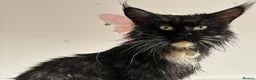 Maine Coon cats for sale: XL Russian Maine Coon X Standard longhair - Advert 7