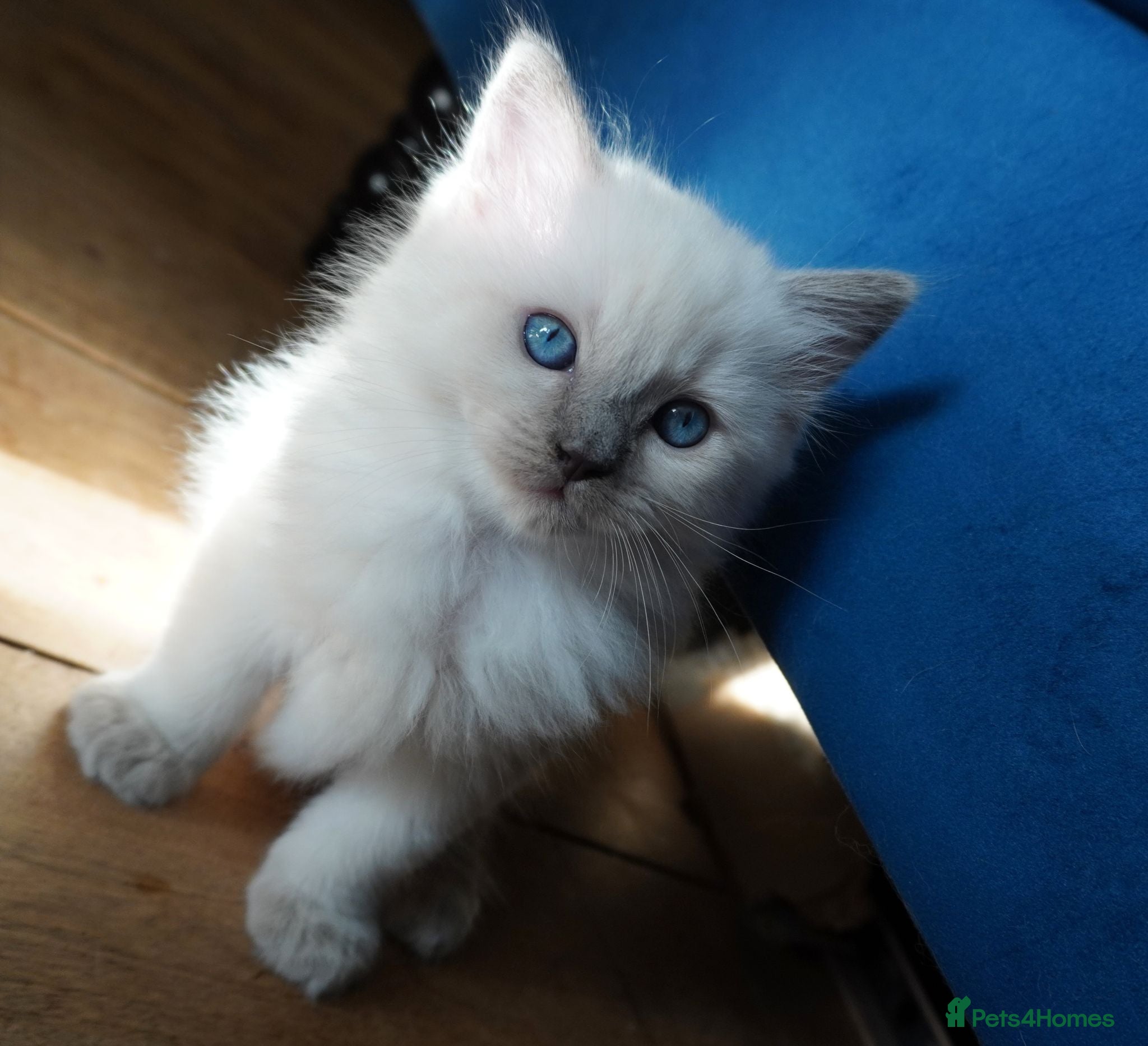 Ragdoll cats Stunning blue point ragdoll kittens READY TO LEAVE - Advert 10