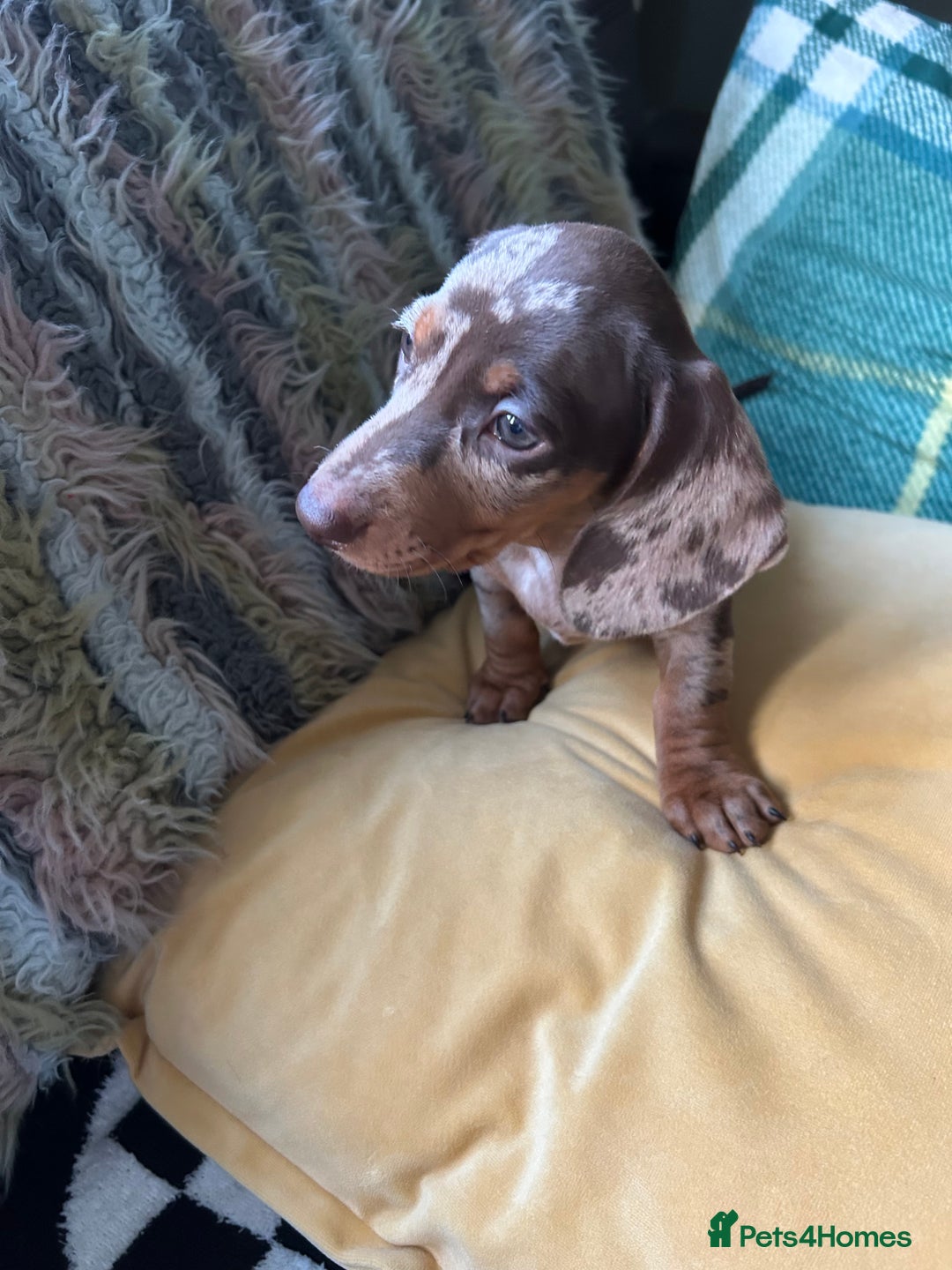 Miniature Dachshund dogs for sale: Female miniature dachshund  - Image 4