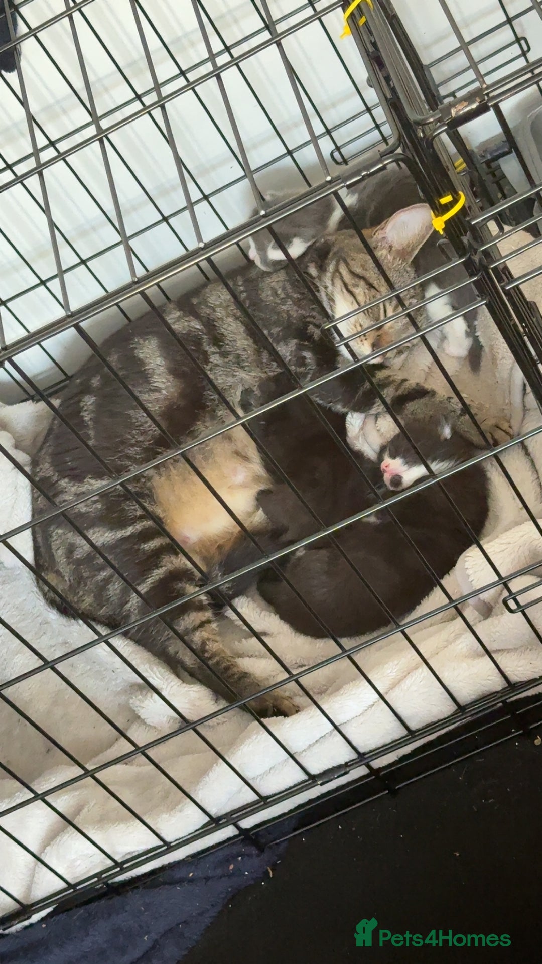 Mixed Breed cats for sale: 2 beautiful female cats **one being half ragdoll** - Image 13