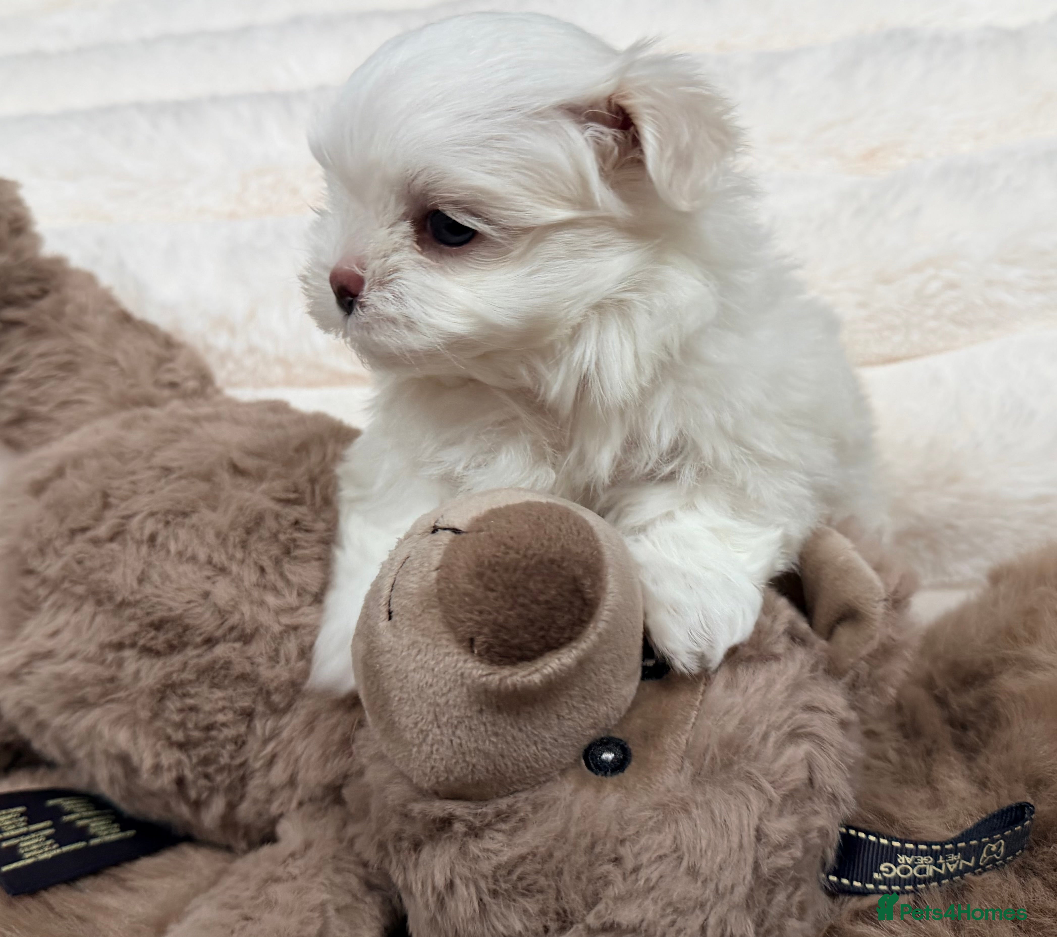 Maltese dogs Bambelina Full Korean Bloodline Maltese - Advert 10