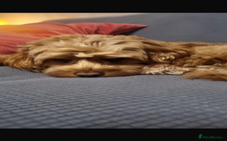 Cavapoo dogs for sale: 6 Beautiful Toy Cavapoo Girls  - Image 30