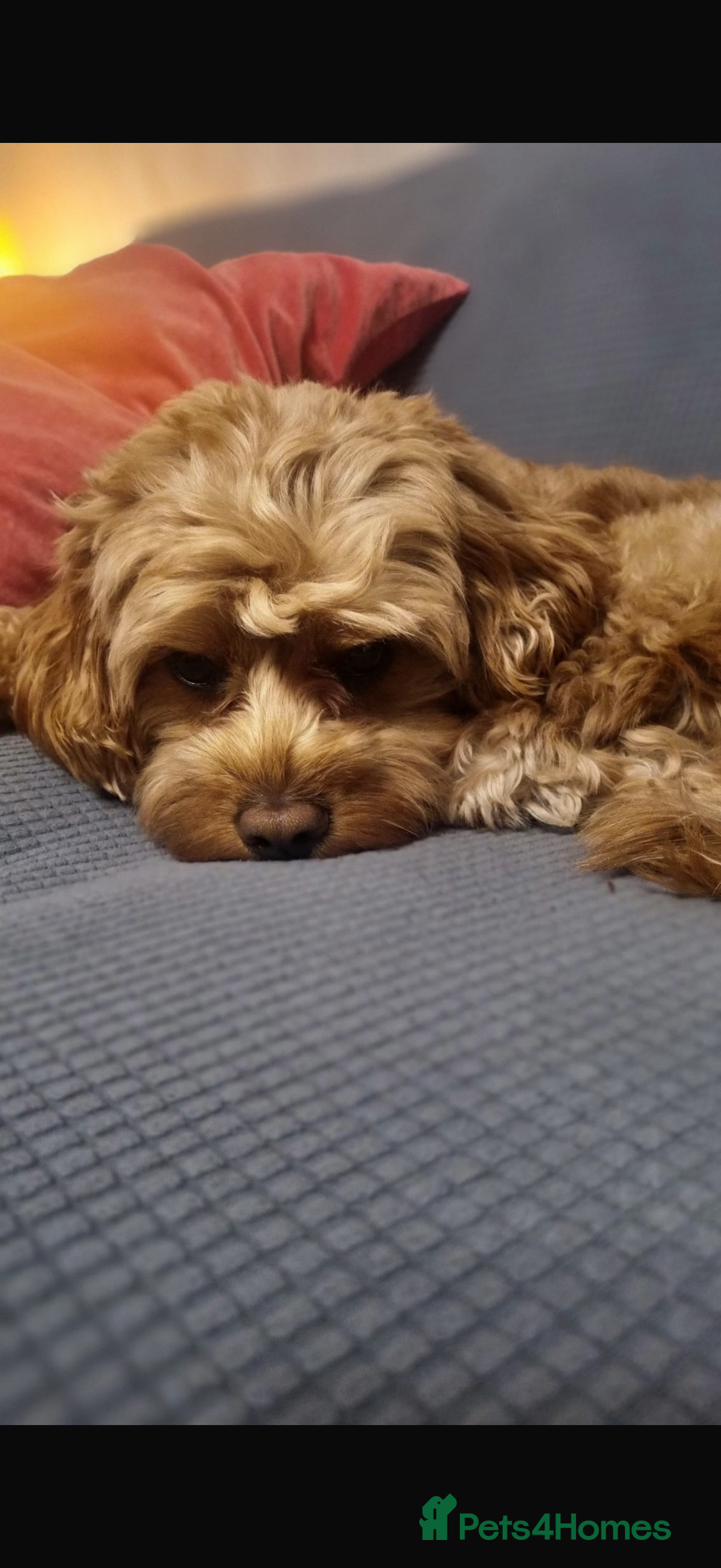 Cavapoo dogs for sale: 6 Beautiful Toy Cavapoo Girls  - Image 30