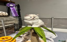 Ragdoll cats for sale: Stunning Ragdoll kitten SHOW/BREEDING -GCCF   - Image 4