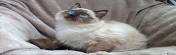 Ragdoll cats for sale: 2 RAGDOLL KITTENS TO GO TOGETHER CHAMPION IMP BL - Advert 26