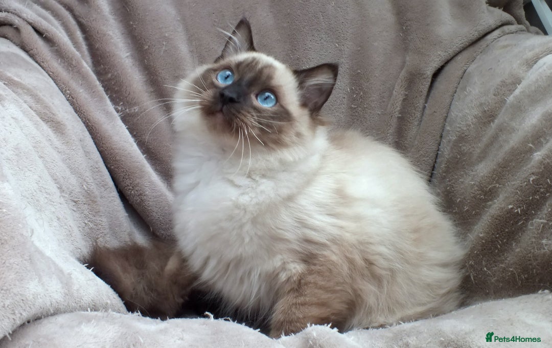 Ragdoll cats for sale: 2 RAGDOLL KITTENS TO GO TOGETHER CHAMPION IMP BL - Advert 26